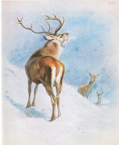Cervo Rosso, pub. da Book Club Associates da Archibald Thorburn