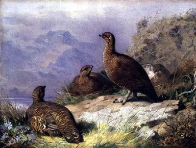 Gallo cedrone sulla riva di un lago da Archibald Thorburn