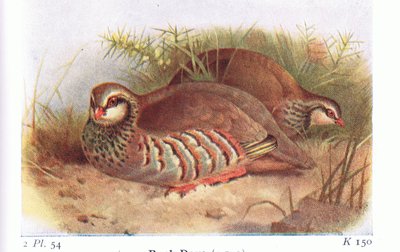 Pernice rossa, da Birds of the British Isles and Their Eggs pubblicato da Frederick Warne & Co Ltd, 1958 da Archibald Thorburn