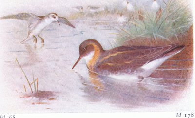 Falaropo beccorosso (estate e autunno), da Uccelli delle isole britanniche e le loro uova pubblicato da Frederick Warne & Co Ltd, 1958 da Archibald Thorburn
