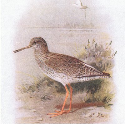 Pettegola, da Uccelli delle isole britanniche e le loro uova pubblicato da Frederick Warne & Co Ltd, 1958 da Archibald Thorburn