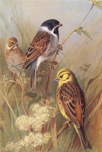 Zigolo nero (maschio e femmina), Zigolo giallo da Archibald Thorburn
