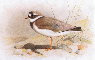 Piviere comune, da Uccelli delle isole britanniche e le loro uova pubblicato da Frederick Warne & Co Ltd, 1958 da Archibald Thorburn