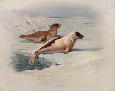 Foca dagli anelli, foca della Groenlandia da Archibald Thorburn