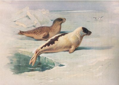 Foca dagli anelli e foca della Groenlandia, da Mammiferi di Thorburn pubblicato da Longmans and Co, c. 1920 da Archibald Thorburn