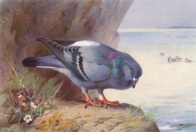 Colombo selvatico da Archibald Thorburn