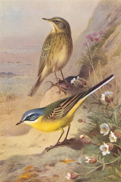 Spioncello, Cutrettola testagialla da Archibald Thorburn