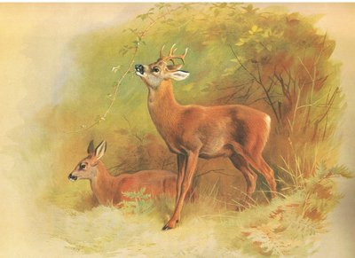 Capriolo, da Mammiferi di Thorburn pubblicato da Longmans and Co, c. 1920 da Archibald Thorburn