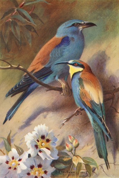Ghiandaia marina, Gruccione da Archibald Thorburn