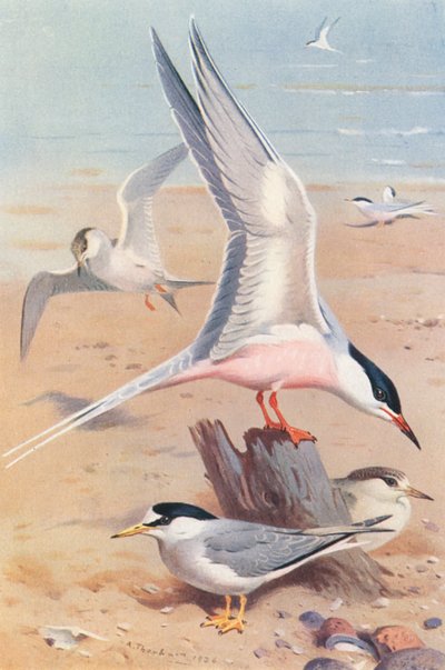 Sterna rosea (adulto e giovane), Sterna minuta (adulto e giovane) da Archibald Thorburn