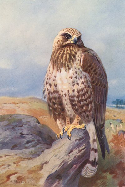 Poiana calzata da Archibald Thorburn