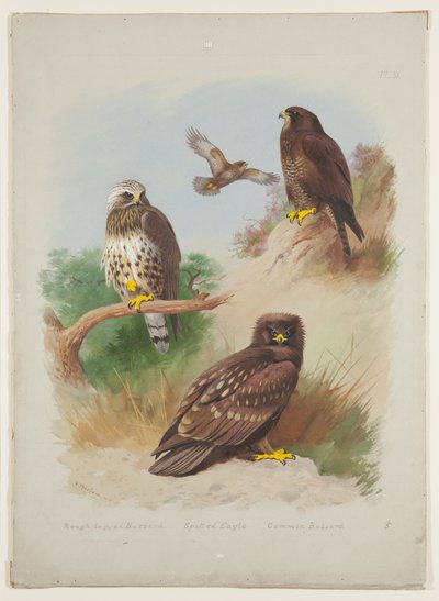 Poiana delle steppe, aquila macchiata e poiana comune, c.1915 (acquerello e gouache con gomma arabica su matita su tavola) da Archibald Thorburn