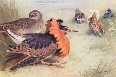 Ruff (quattro tipi di maschio e femmina) da Archibald Thorburn