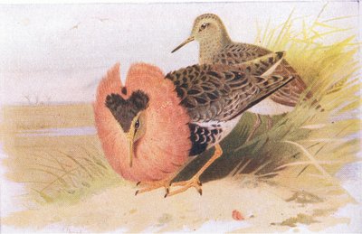 Combattente e combattente maggiore, da Uccelli delle isole britanniche e le loro uova pubblicato da Frederick Warne & Co Ltd, 1958 da Archibald Thorburn