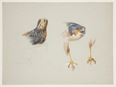 Groppa di trampoliere e testa e gambe di sparviero, c.1915 da Archibald Thorburn