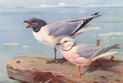 Gabbiano di Sabine, Gabbiano cuneato da Archibald Thorburn