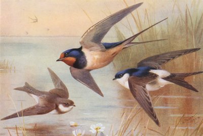 Rondine di mare, Rondine, Martin da Archibald Thorburn