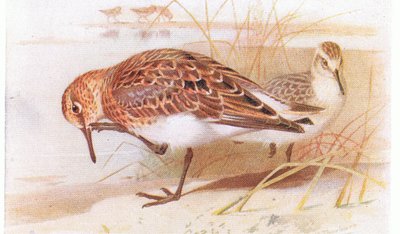 Piovanello tridattilo, da Uccelli delle isole britanniche e le loro uova pubblicato da Frederick Warne & Co Ltd, 1958 da Archibald Thorburn
