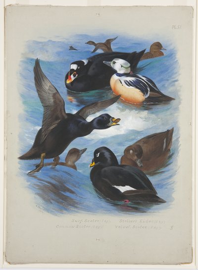 Scoters e stellers eider, c.1915 da Archibald Thorburn