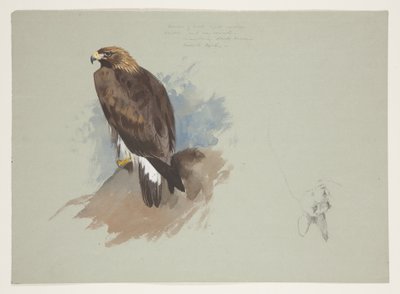 Aquila di mare e schizzo a matita di coniglio, c.1915 da Archibald Thorburn