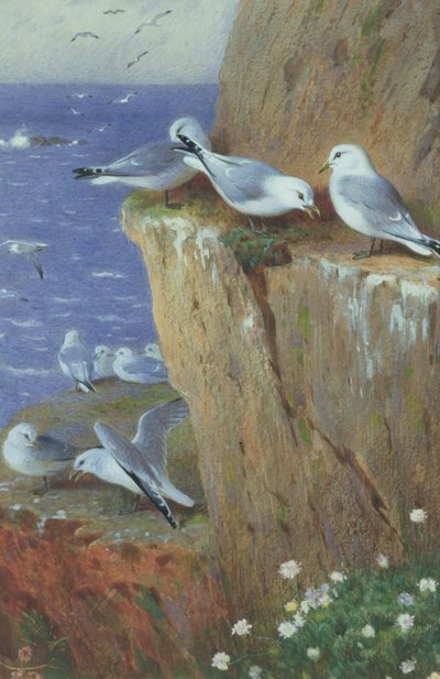Gabbiani da Archibald Thorburn