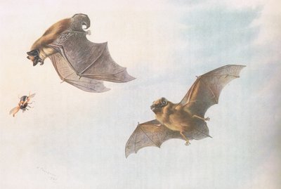 Serotino e pipistrello di Leisler, da Mammiferi di Thorburn pubblicato da Longmans and Co, c. 1920 da Archibald Thorburn