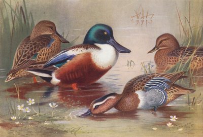 Shoveler (maschio e femmina), Garganey (maschio e femmina) da Archibald Thorburn
