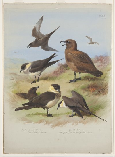 Skuas da Archibald Thorburn