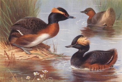 Svasso cornuto, Svasso piccolo, Svasso collonero da Archibald Thorburn