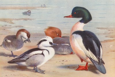 Smergo (maschio e femmina), Smergo maggiore (maschio e femmina) da Archibald Thorburn