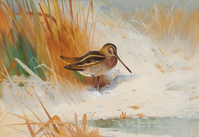 Beccaccino tra i giunchi da Archibald Thorburn