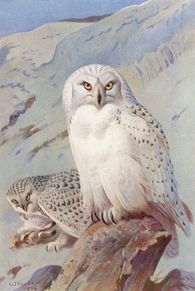 Gufo delle nevi da Archibald Thorburn