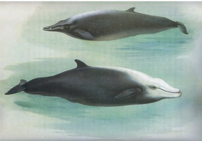 Balena di Sowerby e Balena di Cuvier, da Mammiferi di Thorburn pubblicato da Longmans and Co, c. 1920 da Archibald Thorburn