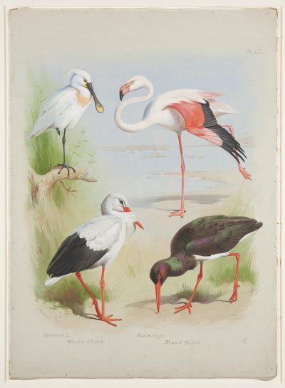 Spatola, fenicottero e cicogna, c.1915 (acquerello e gouache su matita su carta) da Archibald Thorburn