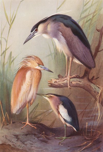 Sgarza ciuffetto, Nitticora, Tarabusino da Archibald Thorburn