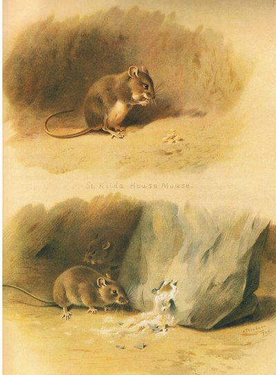 Topo di St Kilda e topo comune, da Mammiferi di Thorburn pubblicato da Longmans and Co, c. 1920 da Archibald Thorburn