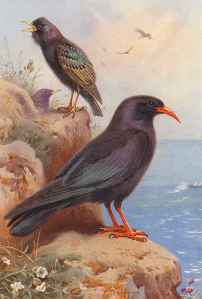 Storno, gracchio da Archibald Thorburn