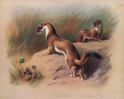 Donnola (estate), donnola irlandese da Archibald Thorburn