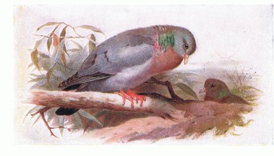 Colombo selvatico, da Birds of the British Isles and Their Eggs pubblicato da Frederick Warne & Co Ltd, 1958 da Archibald Thorburn