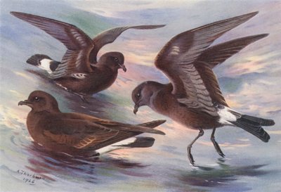 Uccello delle Tempeste, Petrello Codaforcuta di Leach, Petrello di Wilson da Archibald Thorburn