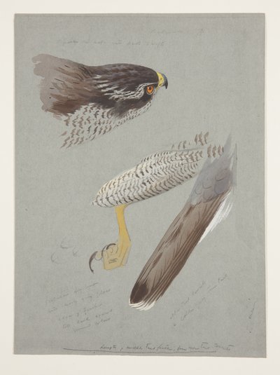 Studi di testa, piede e ala di astore maschio, c.1915 da Archibald Thorburn