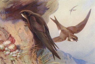Rondone, Rondone alpino (litografia a colori) da Archibald Thorburn