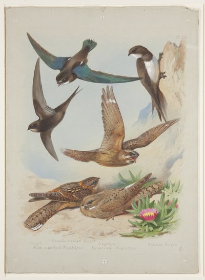 Rondine, c.1915 da Archibald Thorburn