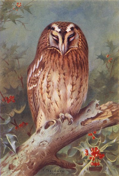 Gufo comune da Archibald Thorburn