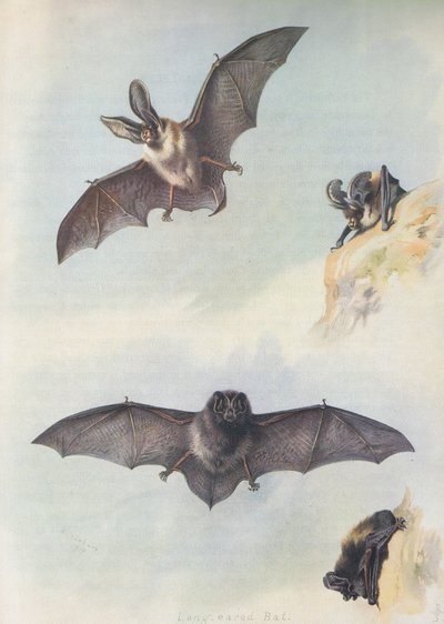 La barbastella da Archibald Thorburn
