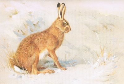 La lepre comune, da Mammiferi di Thorburn pubblicato da Longmans and Co, c. 1920 da Archibald Thorburn