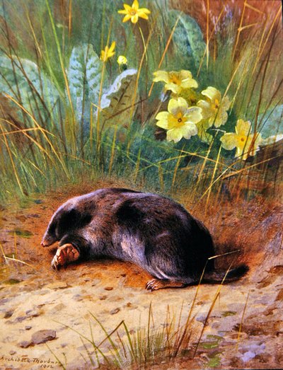 La talpa comune da Archibald Thorburn