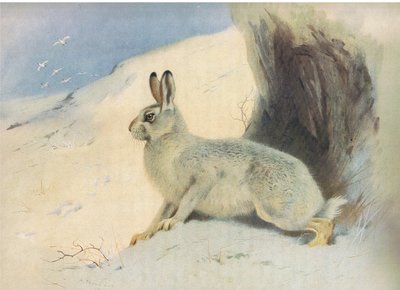 La lepre di montagna in inverno, da Mammiferi di Thorburn pubblicato da Longmans and Co, c. 1920 da Archibald Thorburn