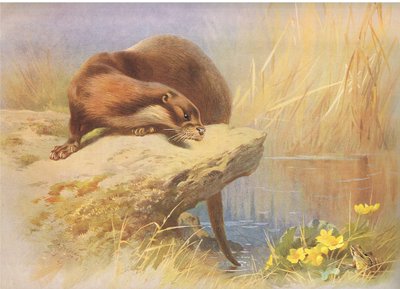La lontra, da Mammiferi di Thorburn pubblicato da Longmans and Co, c. 1920 da Archibald Thorburn