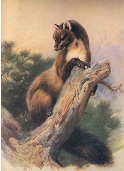 La martora, da Mammiferi di Thorburn pubblicato da Longmans and Co, c. 1920 da Archibald Thorburn